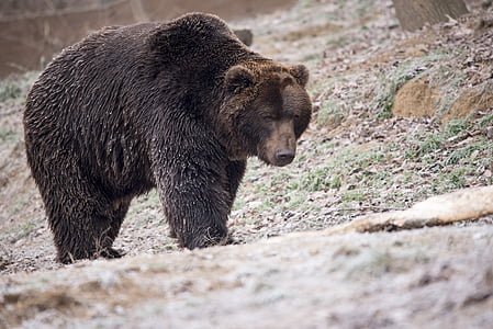 Niedźwiedź, niedźwiedź brunatny, dzikich zwierząt, Natura, Furry, Głowica, potężny