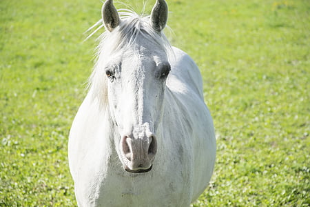 trắng, con ngựa, lĩnh vực, động vật, Trang trại, động vật có vú, Stallion