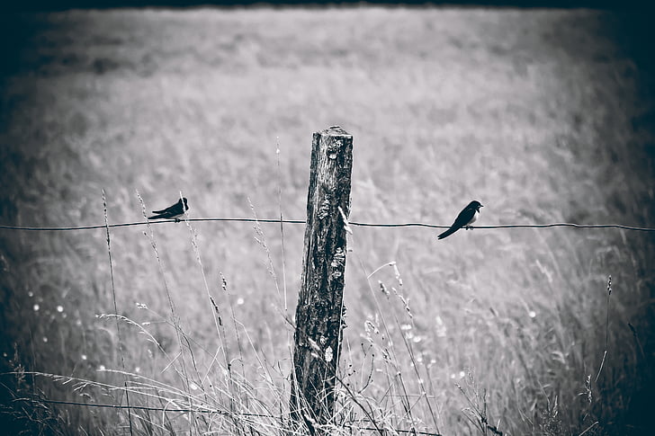 fence, birds, nature, swallows, forest, field, landscape