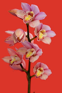 Orquídea, flores, planta, rosa, floración, rojo