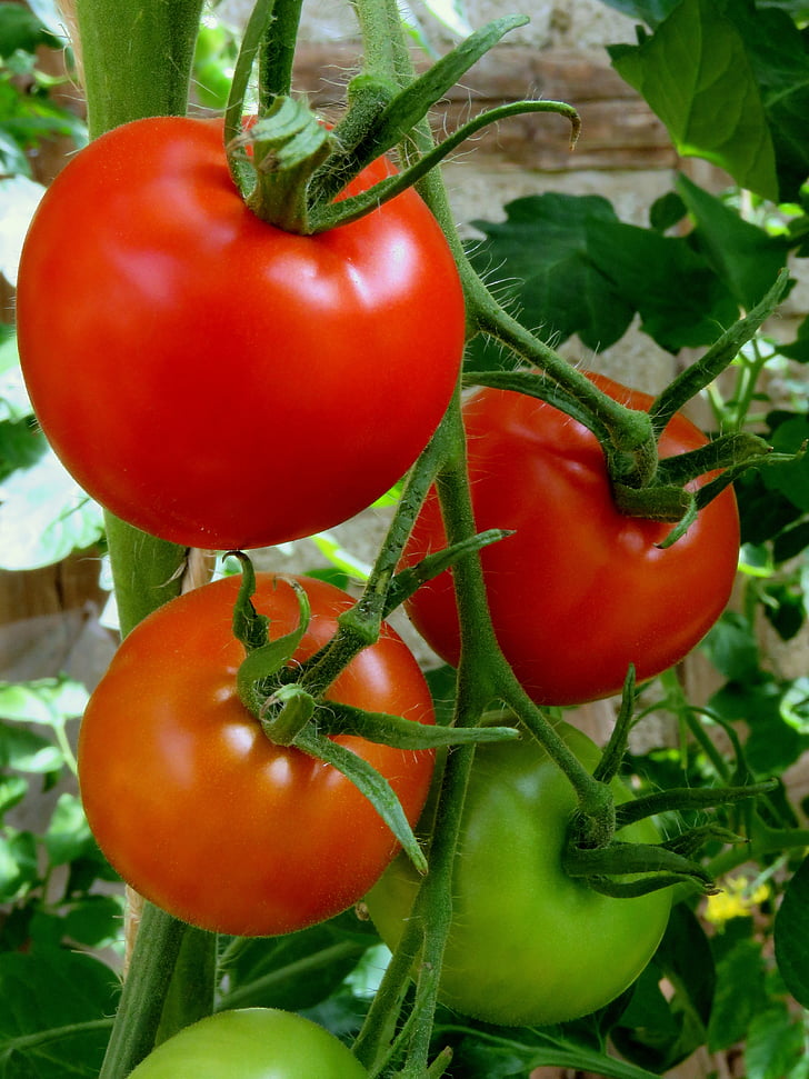 tomate, vermelho, produtos hortícolas, saudável, treliças, maduras, arbusto de tomates