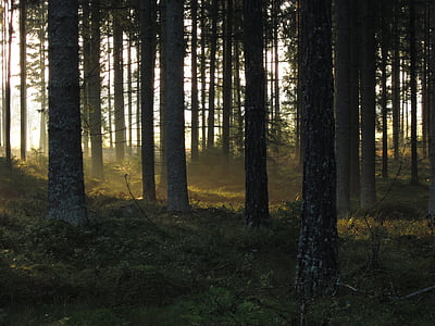 skogen, spruce, träd, soluppgång, morgon, barrträd, Woods