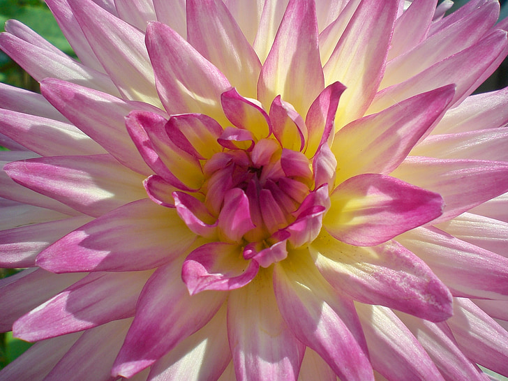 Dahlia, vaaleanpunainen, kesällä, kukka puutarha, Bloom