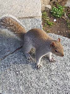 scoiattolo, natura, Torino, animale, roditore, fauna selvatica, mammifero