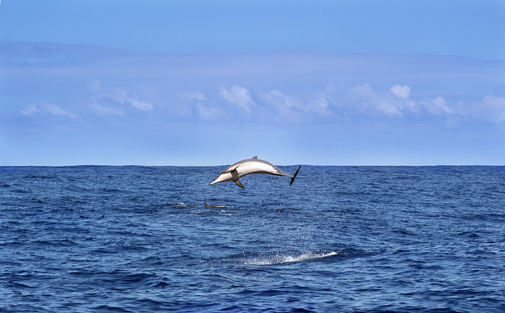 Delfino, mare, Oceano Indiano, animali, natura, cielo, blu