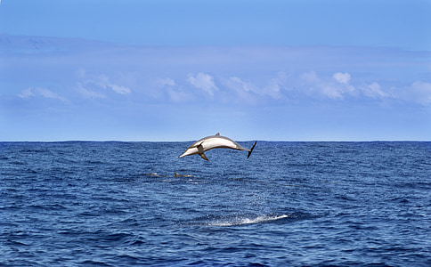 Dofí, Mar, oceà Índic, animals, natura, cel, blau