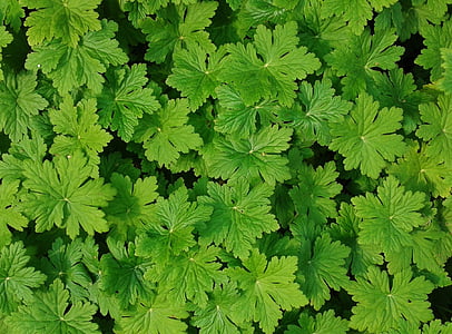 Geranium, feuille vert, feuilles, feuilles de la plante, couvre-sol, vert, nature