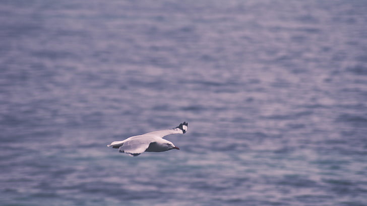 Sea gull, pływające, wody, morze, Ocean, skrzydła, lotu