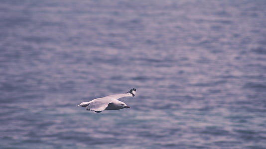sea gull, flying, water, sea, ocean, wings, flight