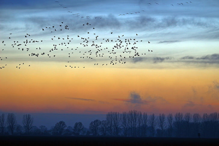 диви гъски, вечер небето, природата, поле, гъски, прелетни птици, пейзаж