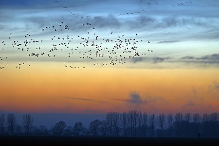 yaban kazları, Akşam gökyüzü, doğa, alan, kazlar, Göçmen kuşlar, manzara