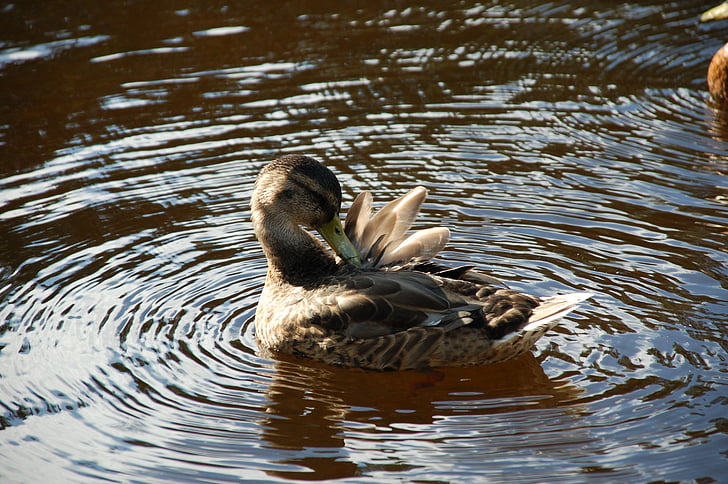 Duck, fugl, svømme, vand, forår