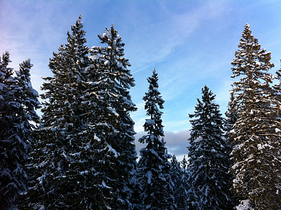 sneg, zimski, pozimi, drevo, gore, zasneženih, hladno