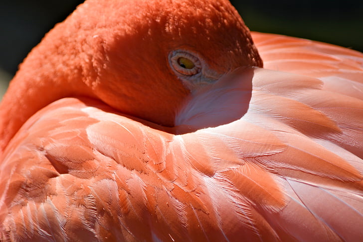 Flamingo, uccello, sonnolento, animale, fauna selvatica, natura, becco