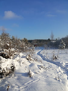 el campo cubierto de nieve, nieve, Frost, invierno