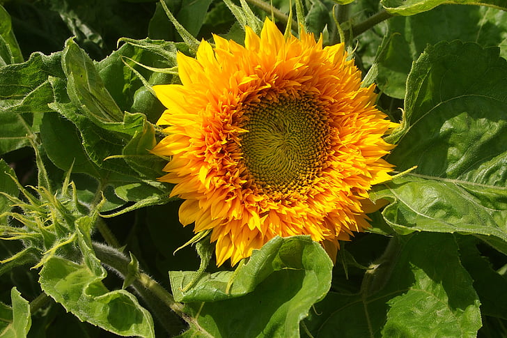 sunflower, mini, garden, summer, petals, gardening, nature