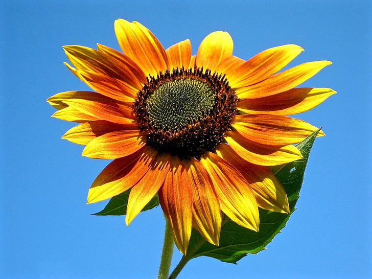 sunflower, bicolor, yellow, orange, flower, bloom, blossom