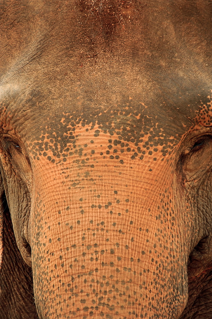 Elephant, Sri Lankassa, Sri, Lanka, orpokodin, Pinnawala, Luonto