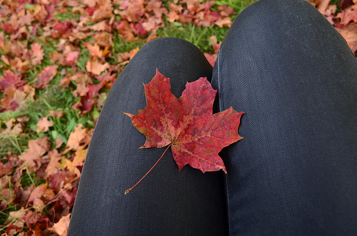 foglie di autunno, caduta, acero, foglia di acero, rosso
