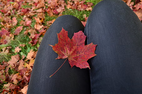 秋の紅葉, 秋, メープル, カエデの葉, 赤