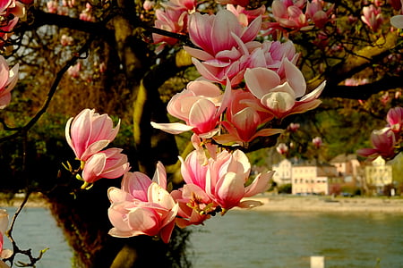 Magnolia, magnoliatre, våren, rosa, blomst, blomster, frühlingsanfang