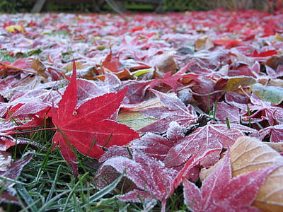 rudens, kļavas, LeAnn, Stockholm, Leaf, daba, sezonas