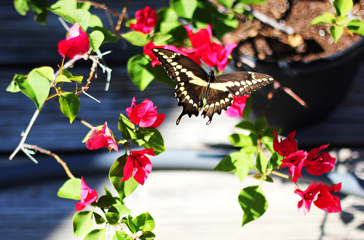 kupu-kupu, halaman belakang, kembang kertas, bunga merah muda, tanaman, alam
