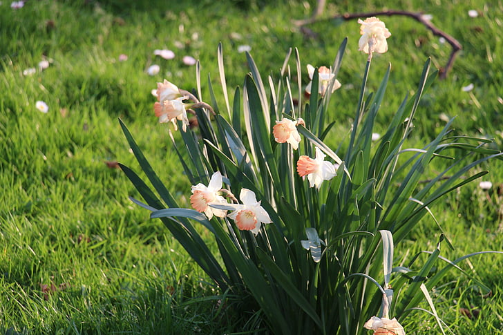 květ, louka, zelená, jaro, květ, Bloom, závod