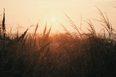paisatge, fotografia, blat, d'or, hores, herba, sol