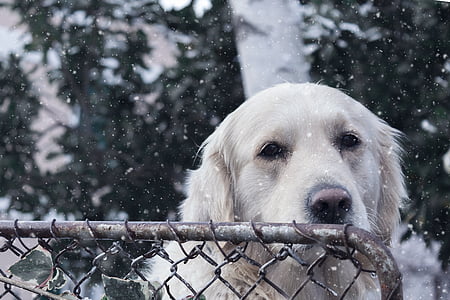 cão, animal de estimação, recuperador, Branco, animal, bonito, canino