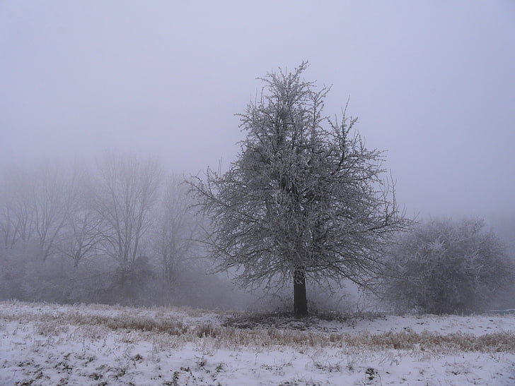 cold, tree, only, nature, snow, winter