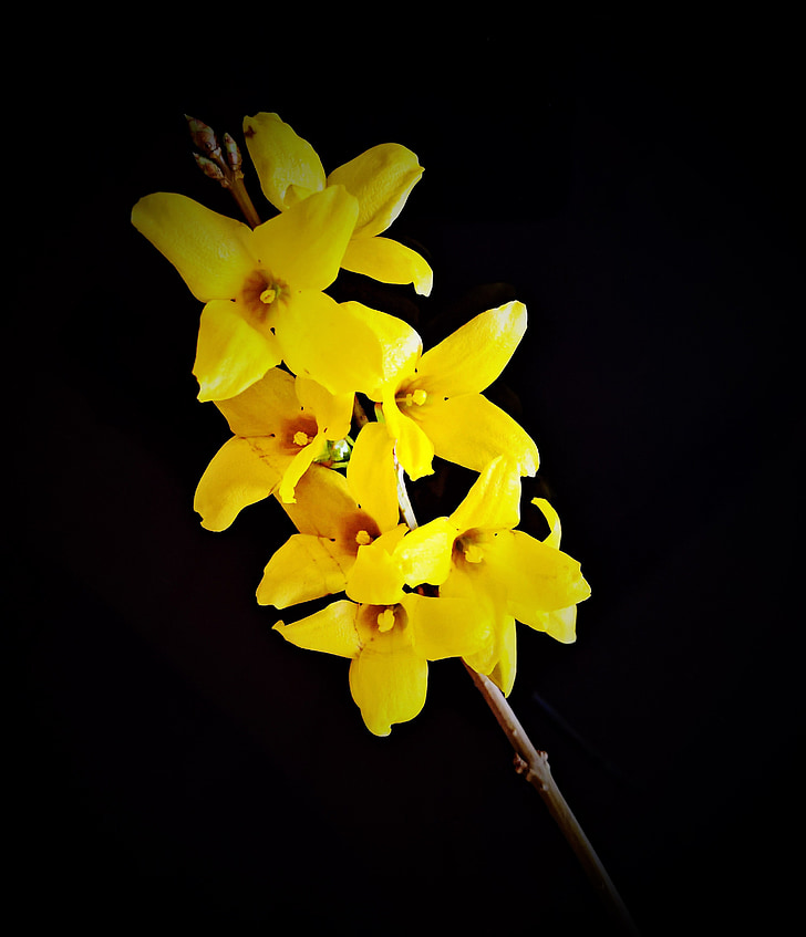 flower, forsythia, flowers, golden yellow, close, small branch, bush