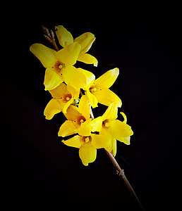 flor, Forsythia, flores, amarillo dorado, cerrar, pequeña rama, Bush