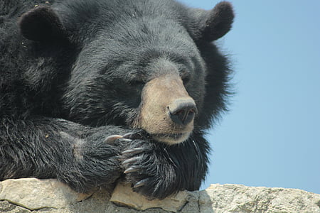 beruang, tenang, hitam