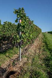 vineyard, vines, winegrowing, wine, vine, grapes, slope