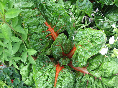 vegetables, red swiss chard, plant, vitamins, food, eat, frisch