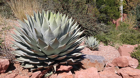 naturaleza, cactus, Sedona, planta, planta suculenta, al aire libre