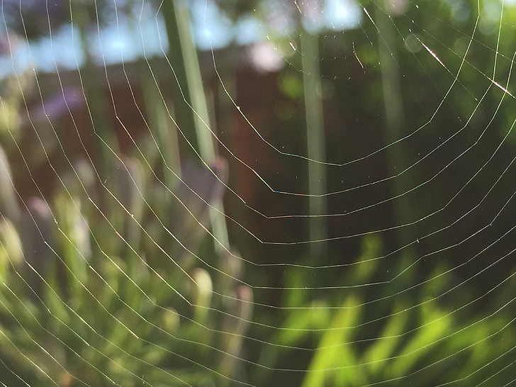 zirnekļa tīkls, makro, daba, zirnekļa tīkls, no rīta, kukainis, neto