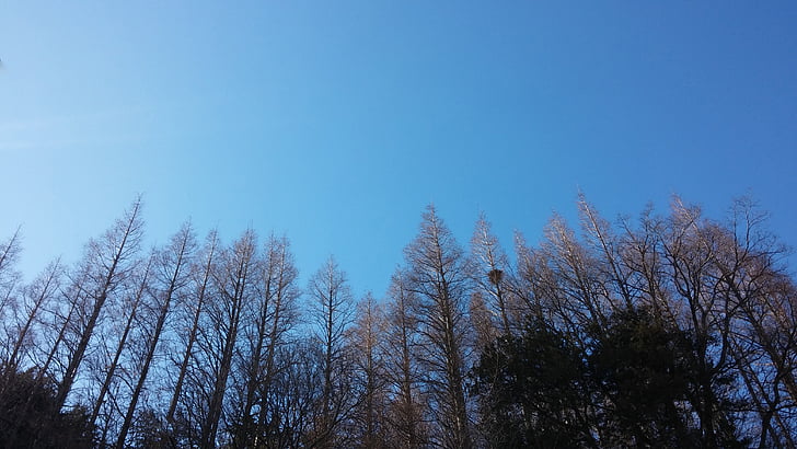 obloha, dřevo, Les, krajina