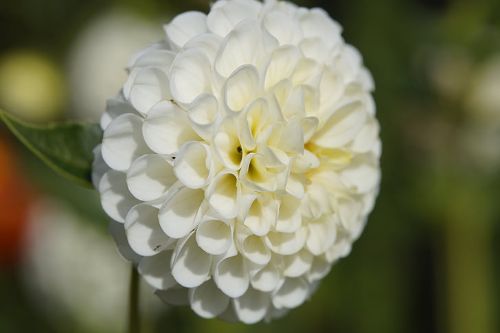 Dahlia, Blossom, Bloom, gömb alakú, virág, labda, fehér