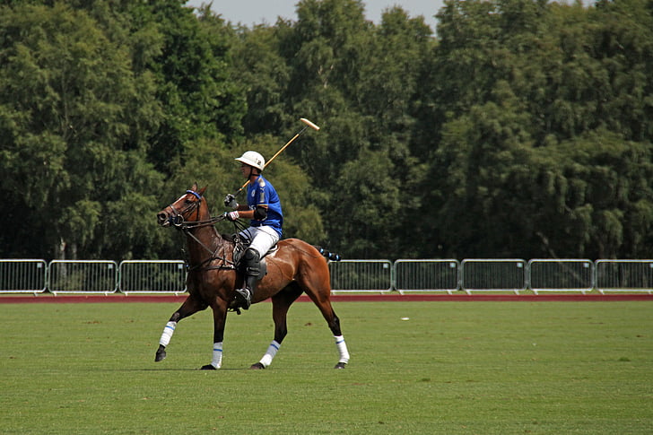 Polo, hester, konkurranse, England, Hestesport, Sommer, equine
