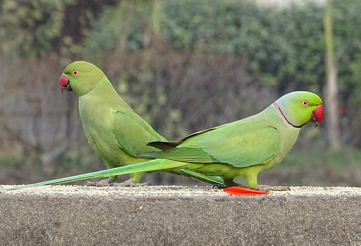 πουλί, είδος παπαγάλου, πράσινο, τροπικά, παπαγάλος, πανίδα, τριαντάφυλλο-ringed parakeet