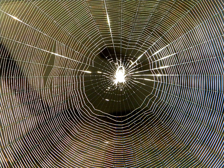 거미, 거미줄, 곤충, 웹