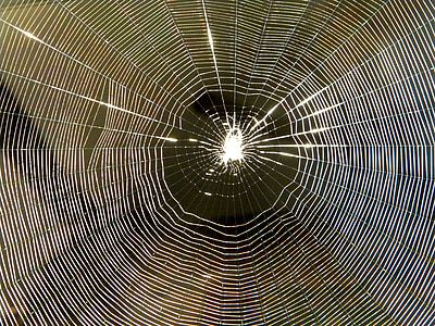 spindel, Spiderweb, insekt, webben