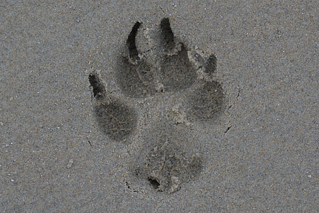 πόδι, σκύλος, εκτύπωση, Άμμος