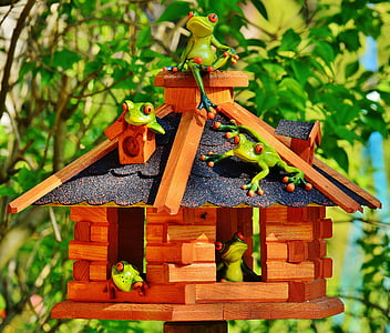 frogs, home, funny, sun, cheerful, cute, sweet