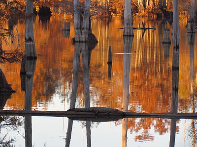 swamp, cypress, trees, water, landscape, reflection, nature