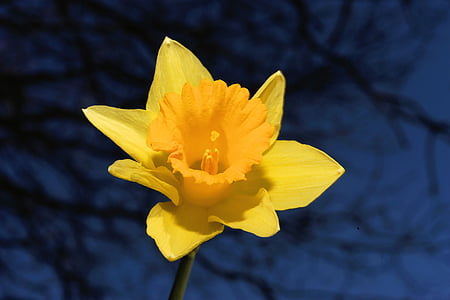 Νάρκισσος, Ασφόδελος, Κίτρινο, άνοιξη, άνθος, άνθιση, λουλούδι