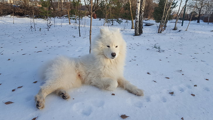 Samojeedi koer, talvel, koer, külma temperatuuri, lumi, üks loom, valget värvi