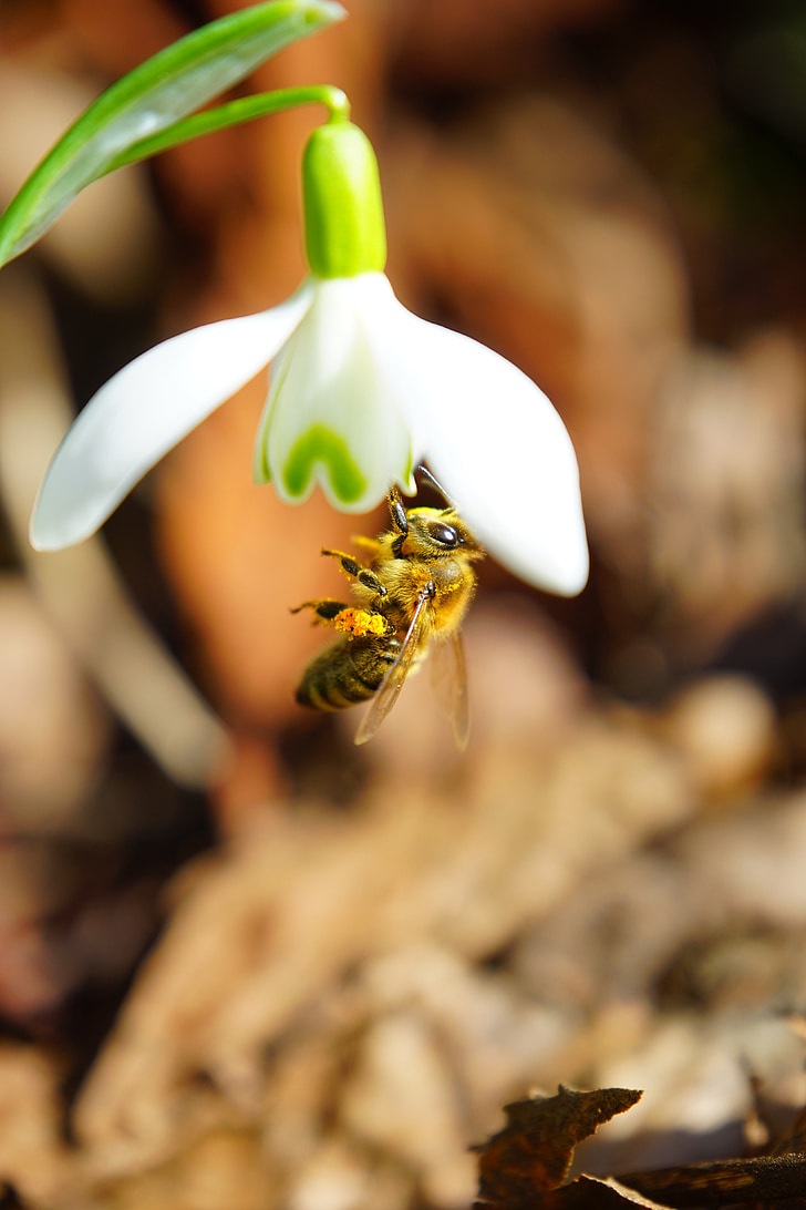 Bee, opelenie, med, Zavrieť, makro, Snežienka, kvet